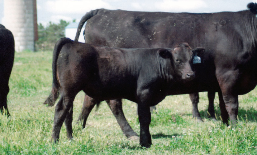 Wagyu Embryos - Muddy Flats Cattle - Wagyu Beef Cattle